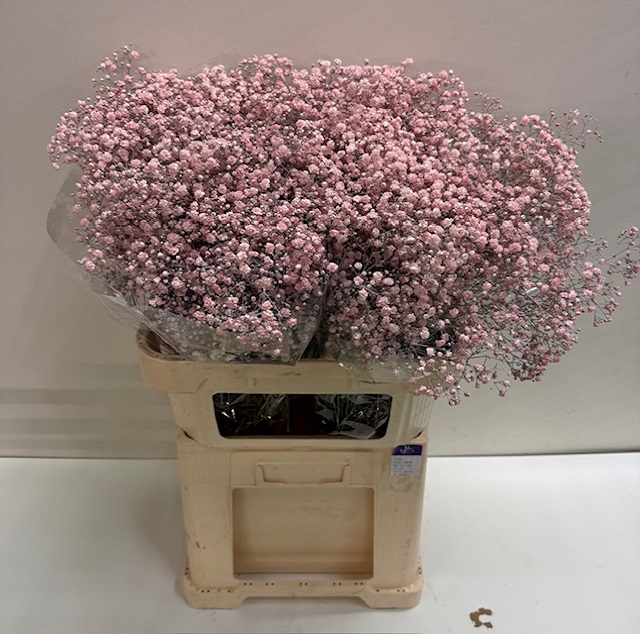 Gyps paint soft pink.jpg